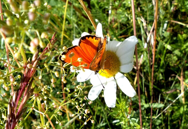 Orange Butterfly on Flower — White, Serene