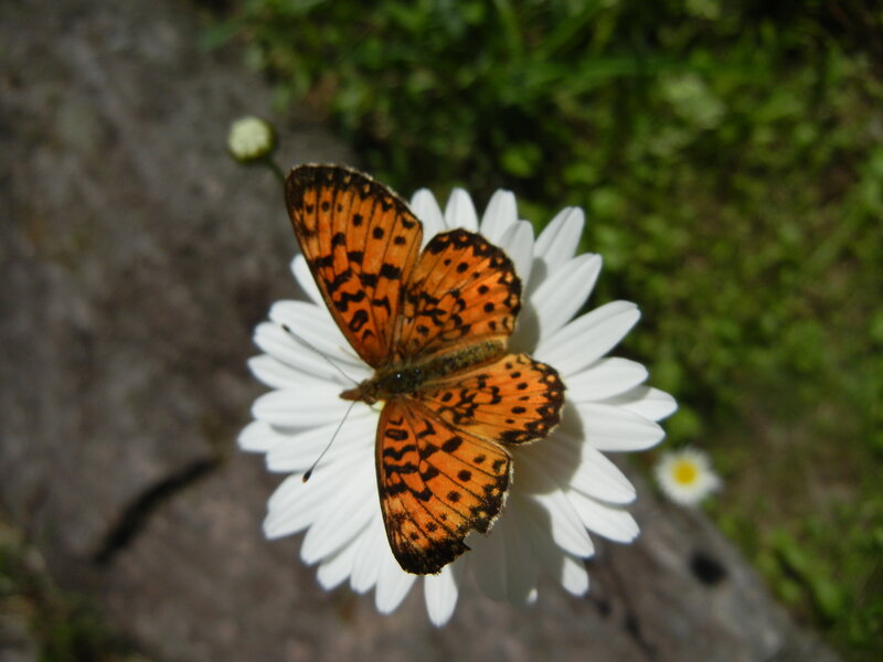 Orange Butterfly on Flower — White