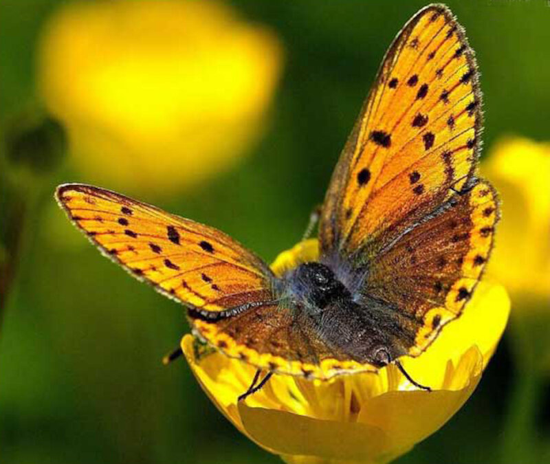 Orange Butterfly on Flower — Yellow, Calm, Afternoon, Photograph, Greenery
