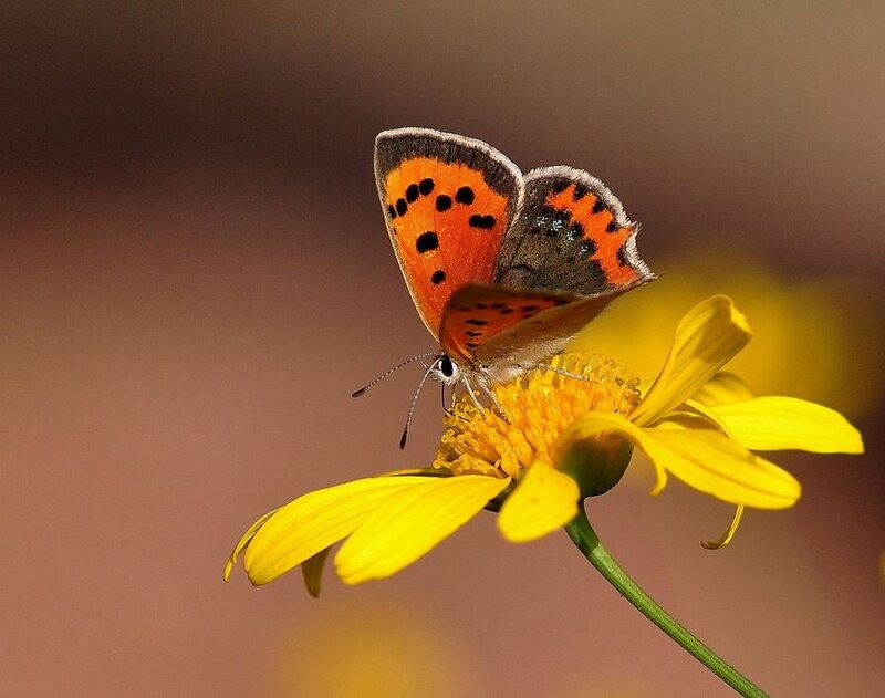 Orange Butterfly on Flower — Yellow, Calm, Afternoon, Photograph