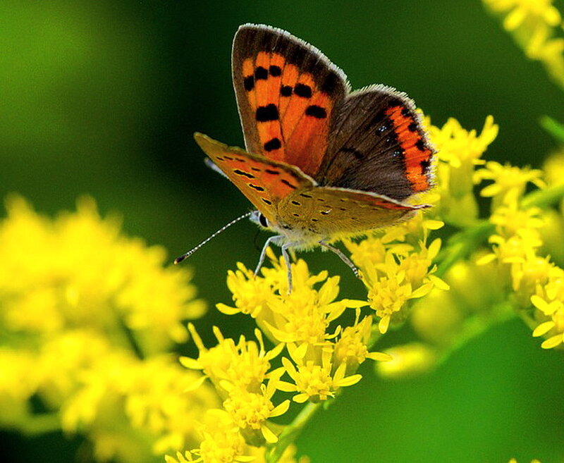 Orange Butterfly on Flower — Yellow, Calm, Summer