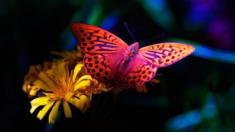 Orange Butterfly on Flower — Yellow, Dramatic