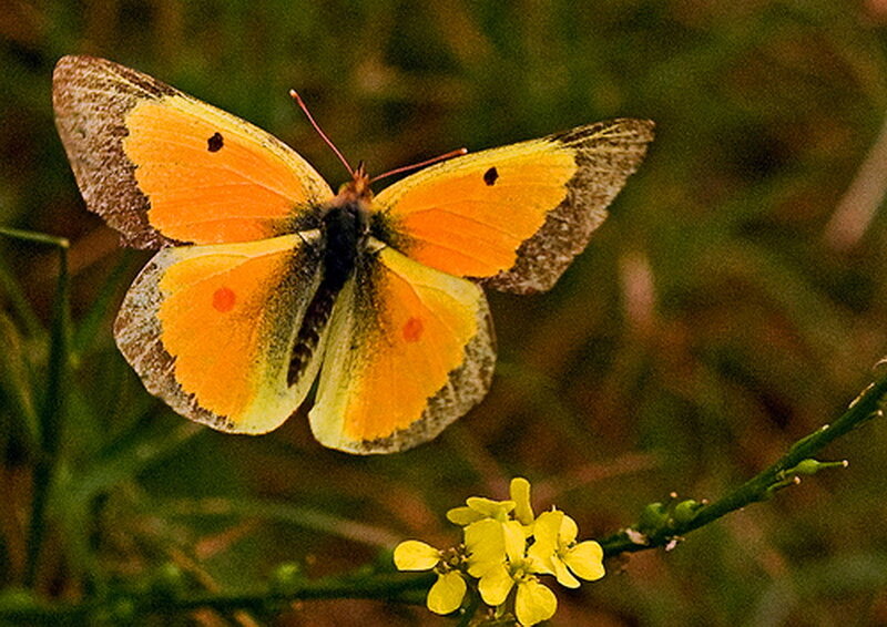 Orange Butterfly on Flower — Yellow, Natural