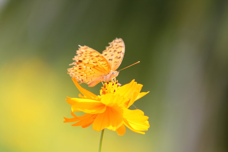Orange Butterfly on Flower — Yellow, Serene, Afternoon, Photograph, Stem