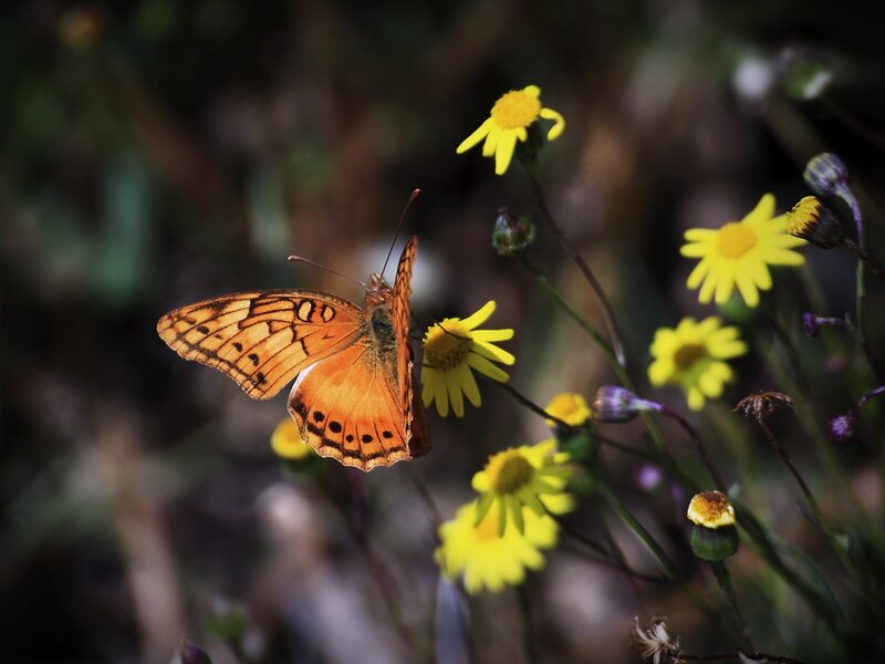Orange Butterfly on Flower — Yellow, Serene, Afternoon, Photograph