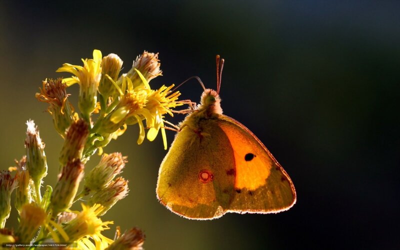 Orange Butterfly on Flower — Yellow, Serene, Sunset