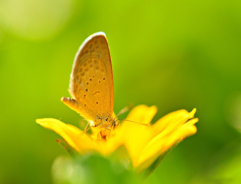 Orange Butterfly on Flower — Yellow, Serene