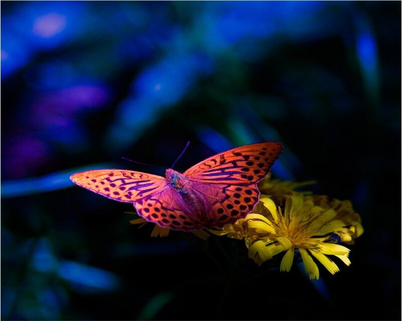 Orange Butterfly on Flower — Yellow