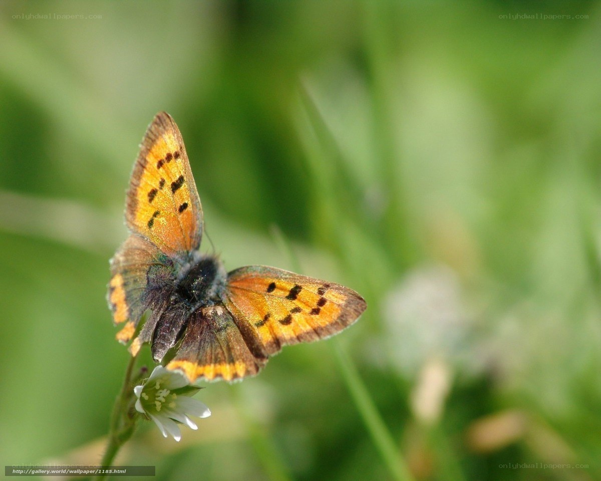 orange butterfly on flower