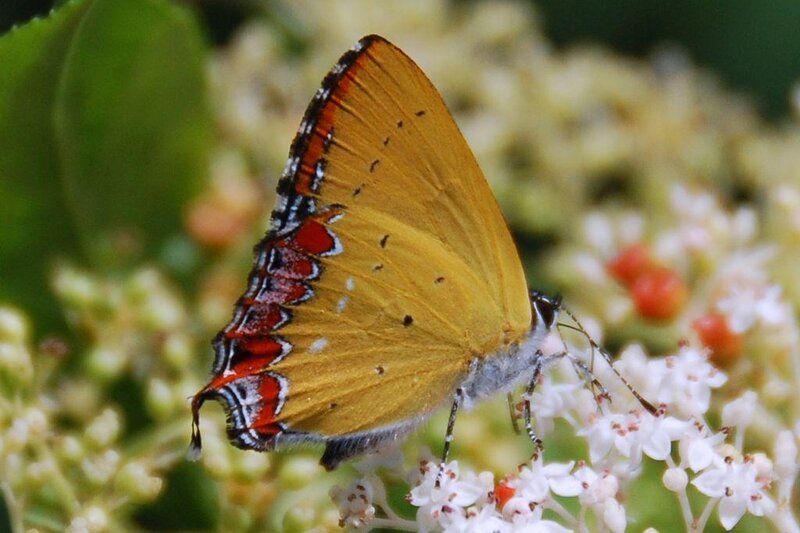 orange butterfly on flowers