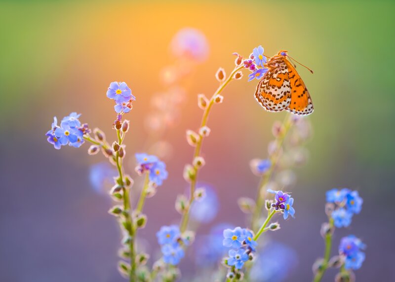 Orange Butterfly on Flowers — Blue
