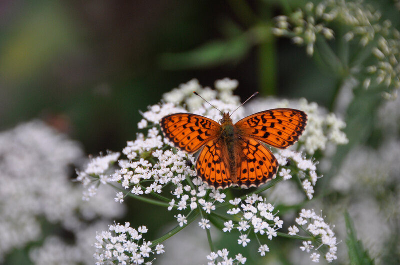 Orange Butterfly on Flowers — Calm, Afternoon, Photograph, Greenery, Insect