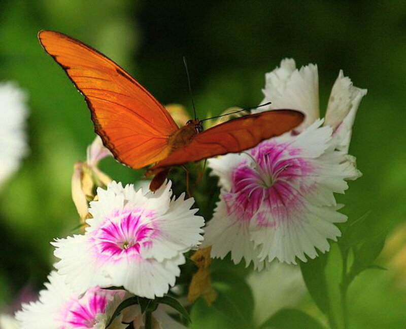 Orange Butterfly on Flowers — Calm, Afternoon, Photograph, Greenery