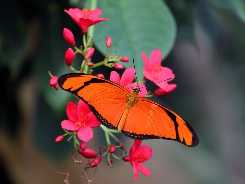 Orange Butterfly on Flowers — Calm, Afternoon, Photograph, Leaves