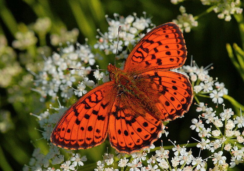 Orange Butterfly on Flowers — Calm, Afternoon, Photograph