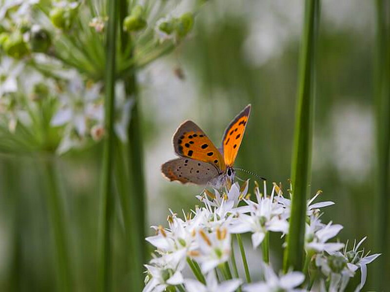 Orange Butterfly on Flowers — Calm, Morning