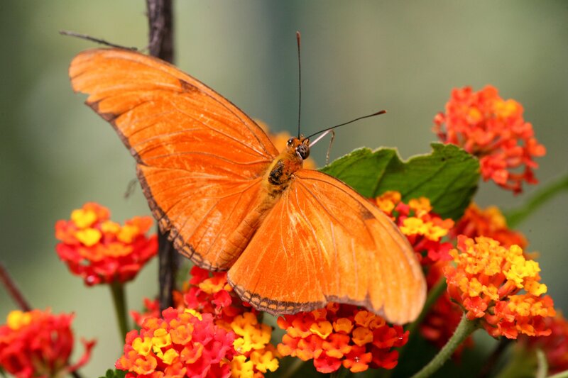 Orange Butterfly on Flowers — Calm