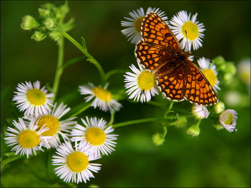 Orange Butterfly on Flowers — Green, Serene