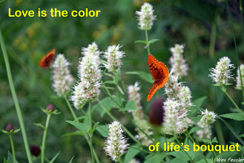 Orange Butterfly on Flowers — Green