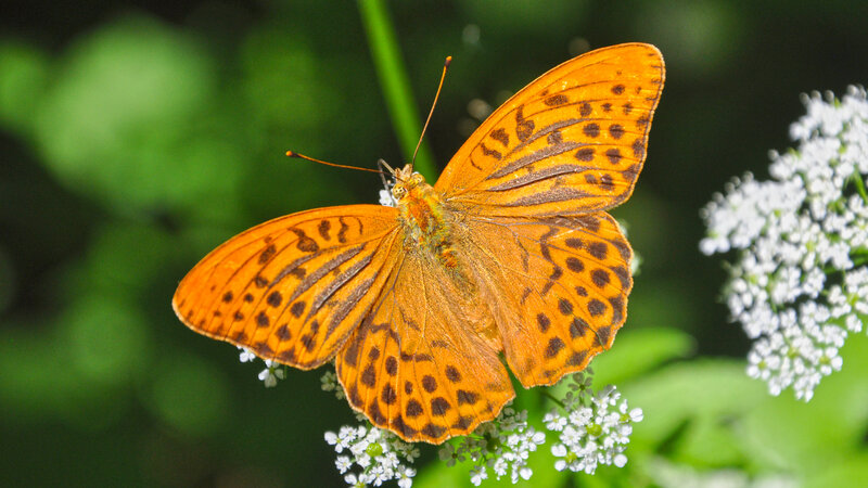Orange Butterfly on Flowers — Natural, Afternoon, Photograph, Green Leaves