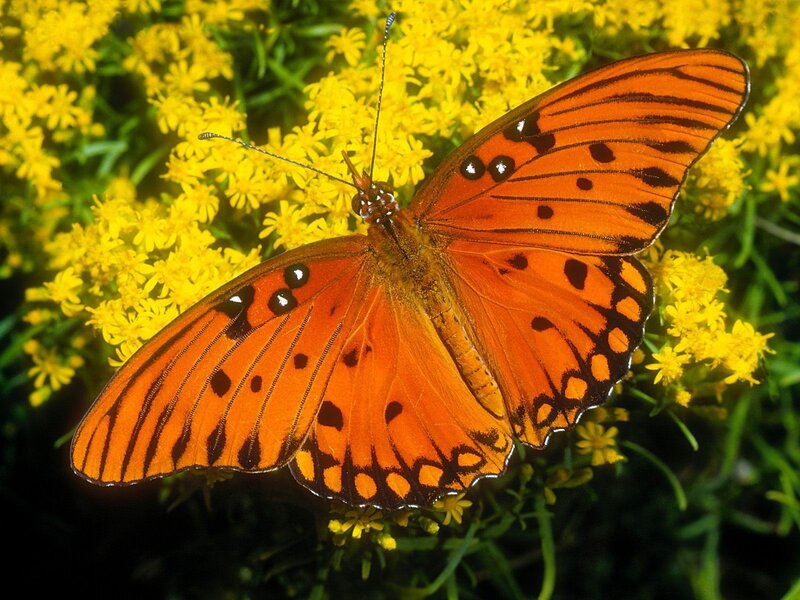 Orange Butterfly on Flowers — Natural, Afternoon, Photograph, Greenery