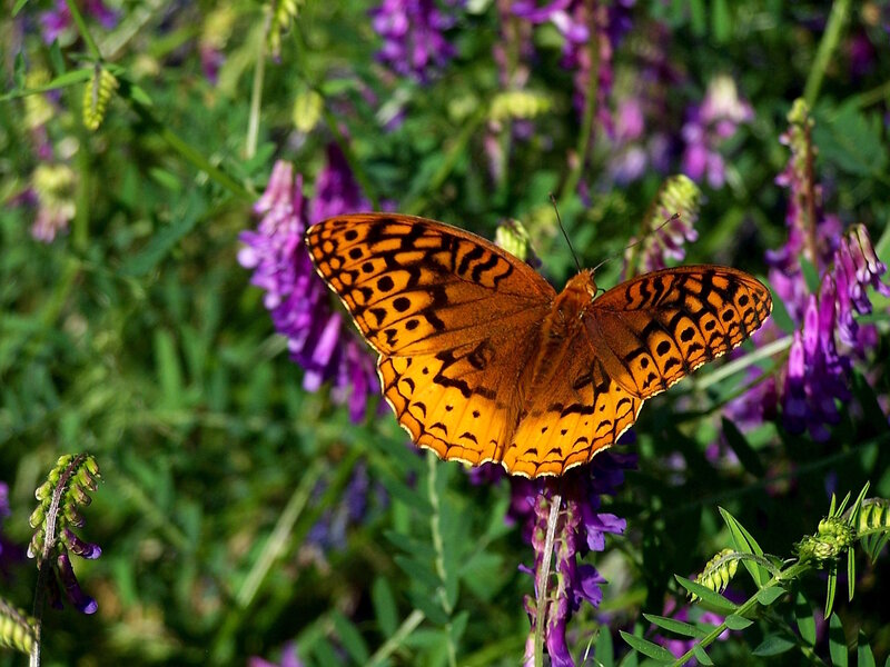 Orange Butterfly on Flowers — Natural, Afternoon, Photograph
