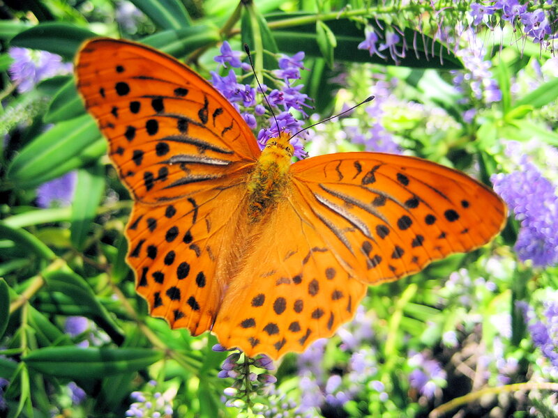 Orange Butterfly on Flowers — Natural, Afternoon