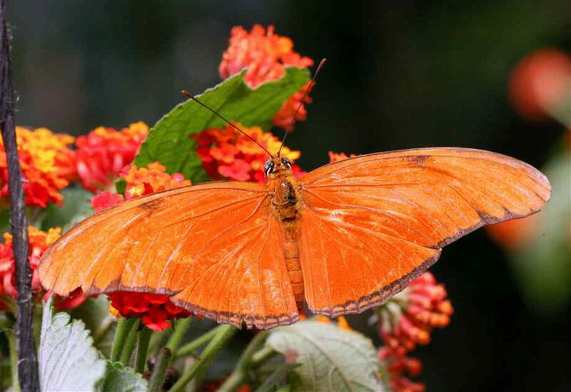 Orange Butterfly on Flowers — Natural