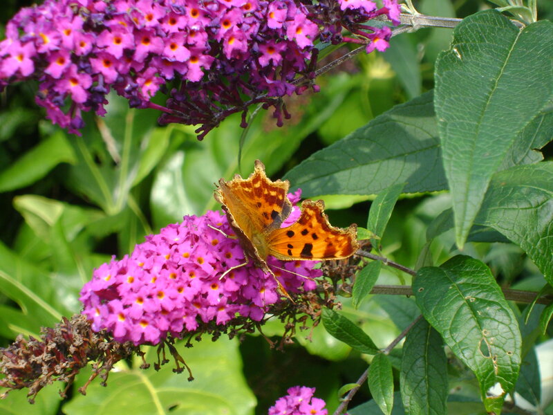 Orange Butterfly on Flowers — Purple, Calm