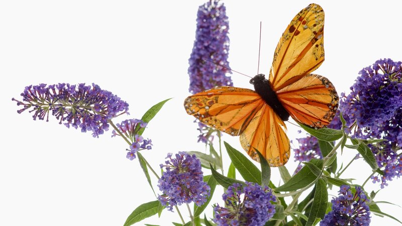 Orange Butterfly on Flowers — Purple, Serene, Photograph