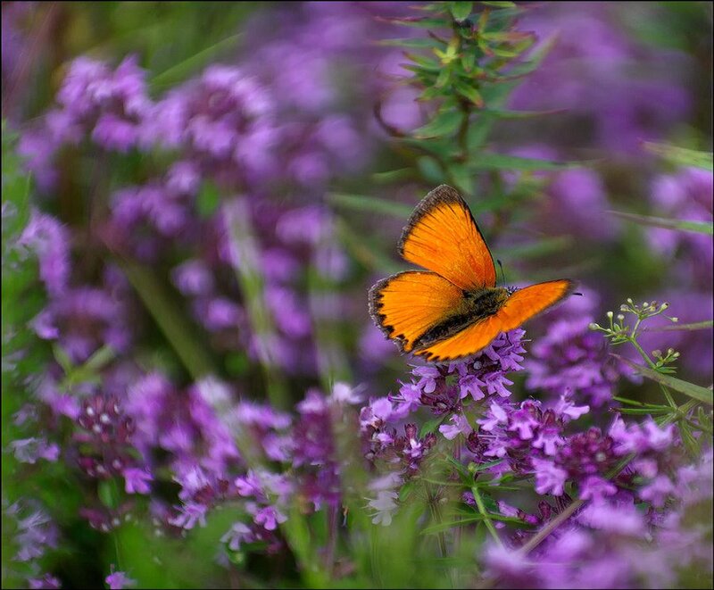Orange Butterfly on Flowers — Purple, Serene