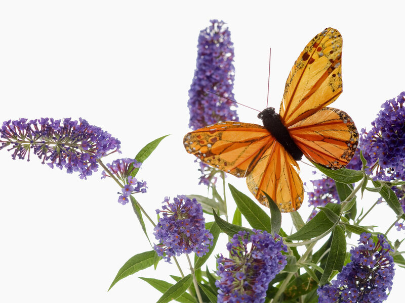 Orange Butterfly on Flowers — Purple