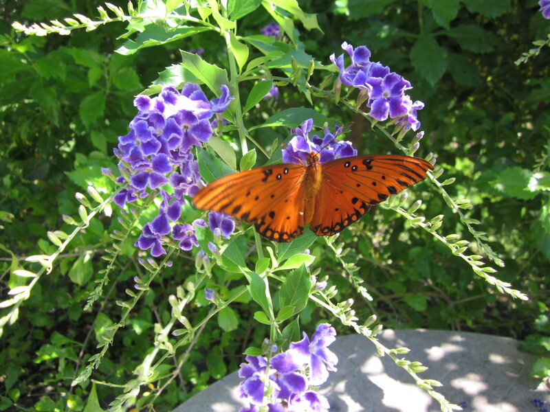 Orange Butterfly on Flowers — Serene, Afternoon, Photograph
