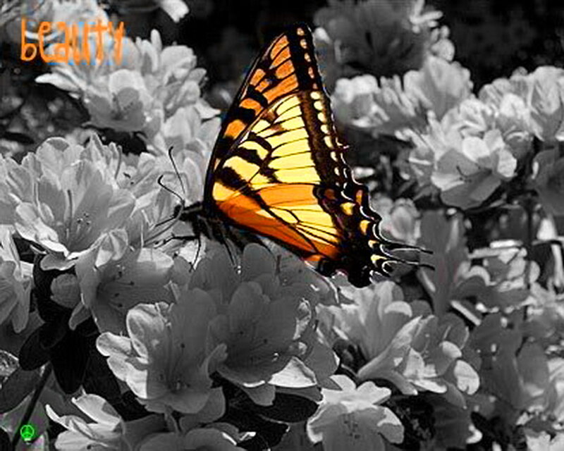 Orange Butterfly on Flowers — Serene