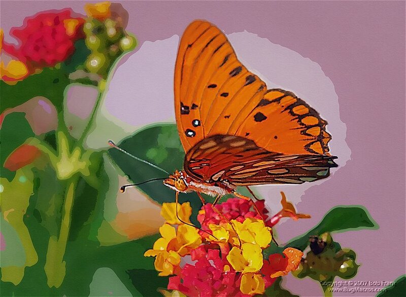 Orange butterfly on flowers