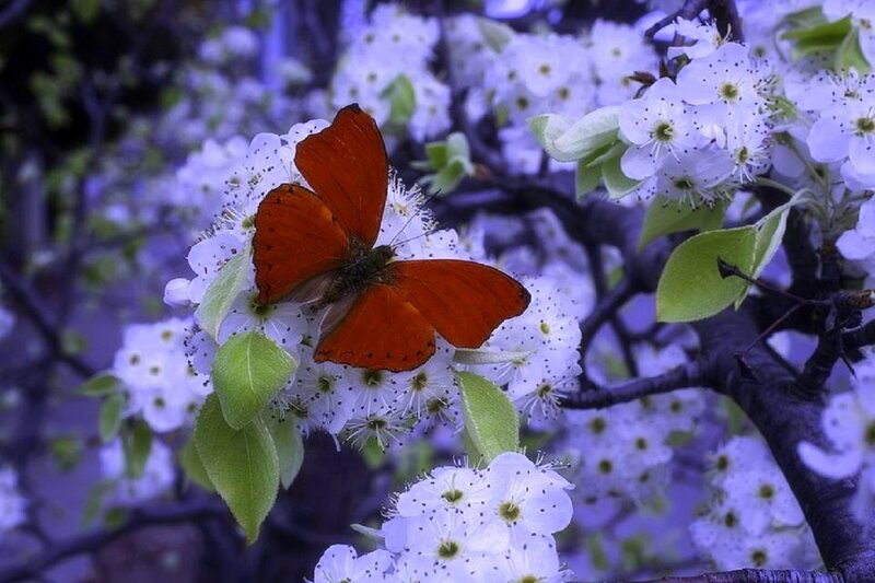 Orange Butterfly on Flowers — White, Serene, Spring