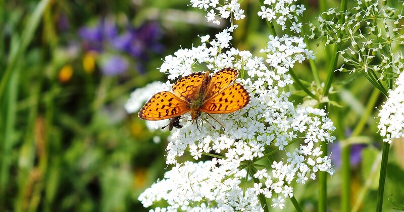 Orange Butterfly on Flowers — White, Serene