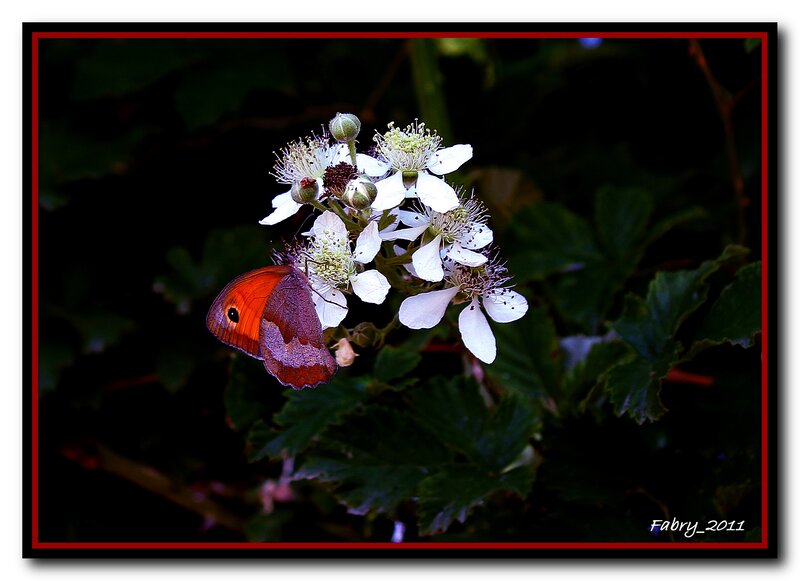Orange Butterfly on Flowers — White