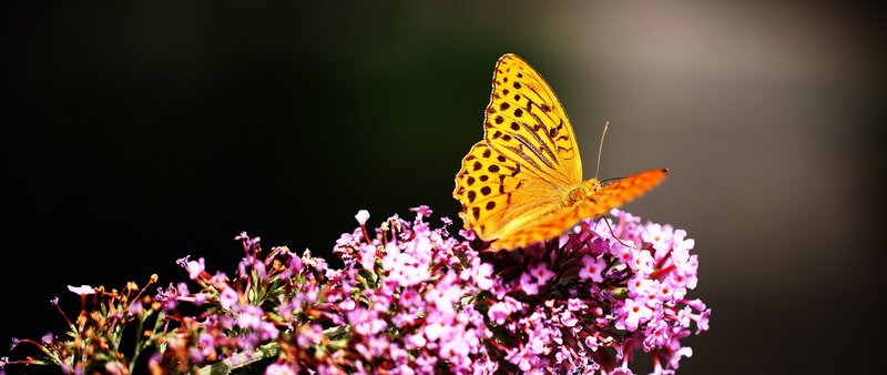 Orange Butterfly on Flowers — Yellow, Serene