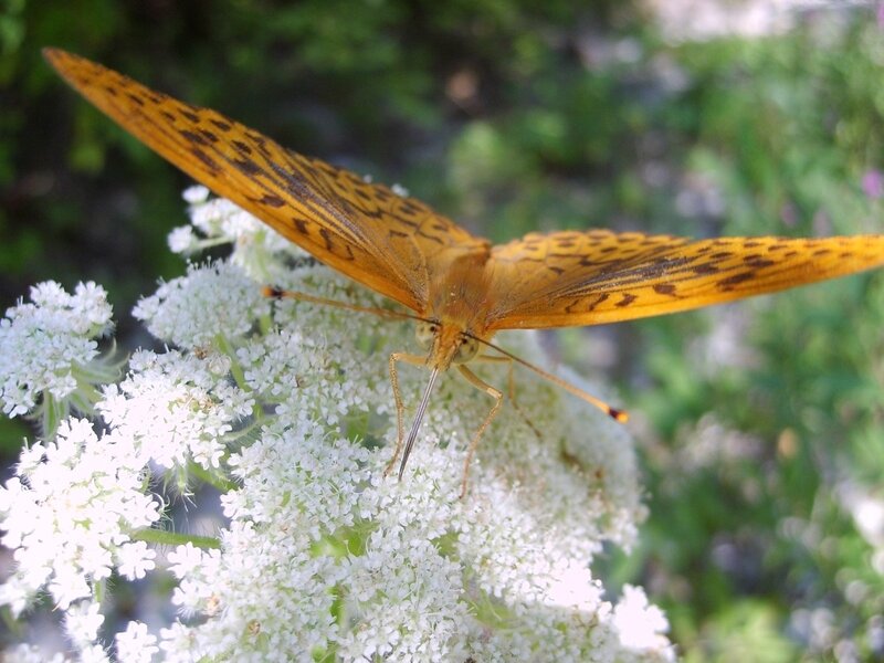 Orange Butterfly on Flowers — Yellow