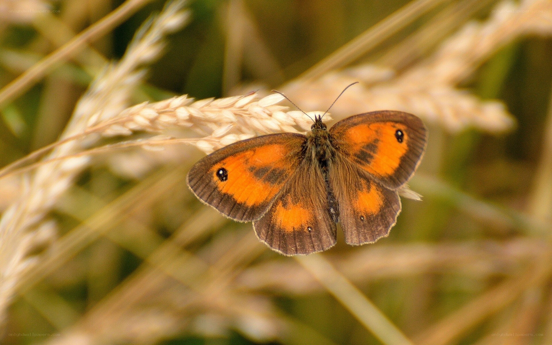 Orange butterfly on grass