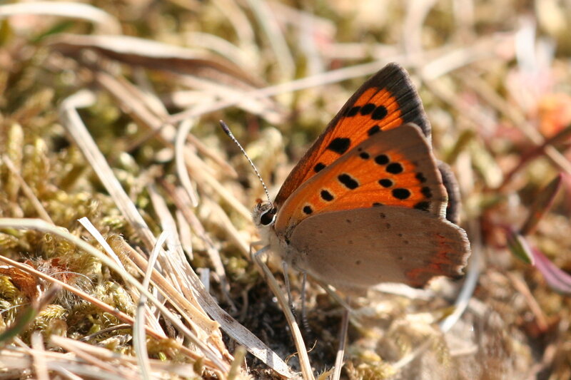 Orange Butterfly on Grass — Calm, Afternoon