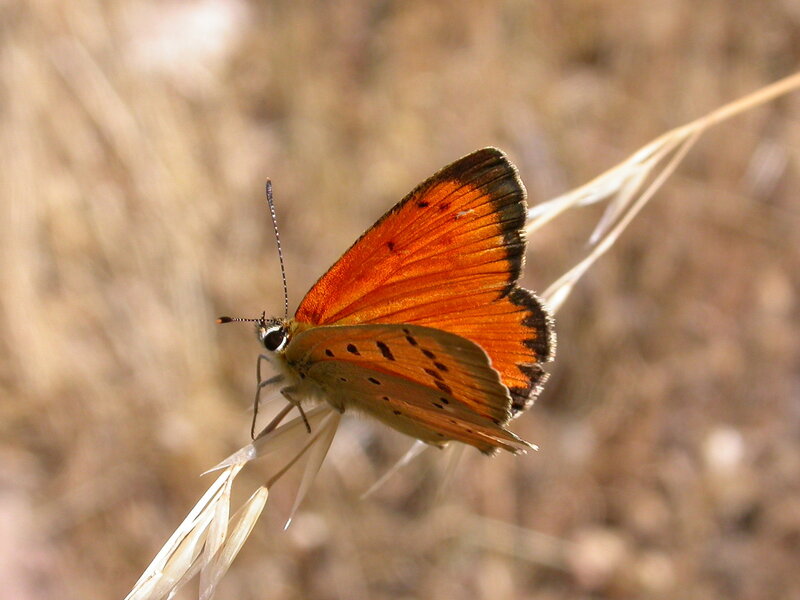 Orange Butterfly on Grass — Calm