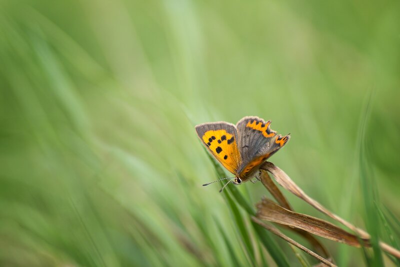 Orange Butterfly on Grass — Green, Calm
