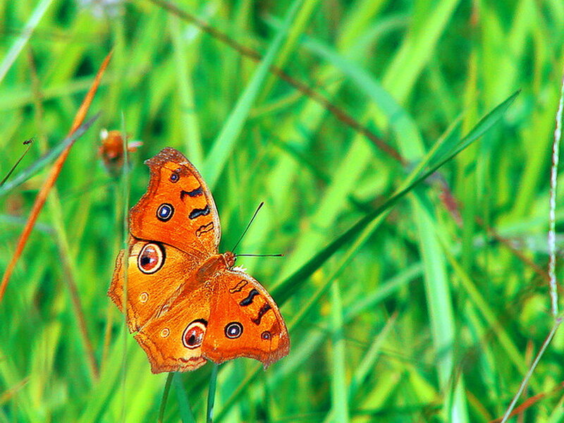Orange Butterfly on Grass — Green, Natural