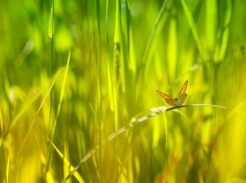 Orange Butterfly on Grass — Green, Serene