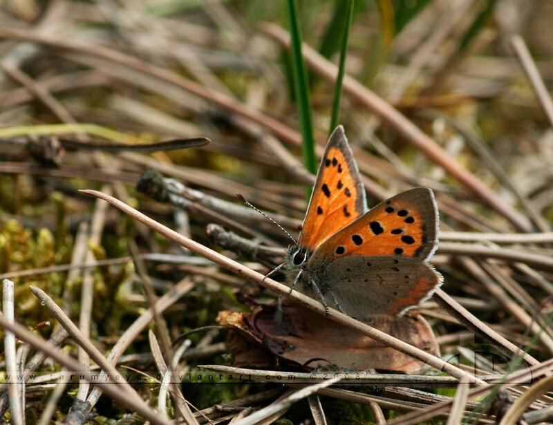 Orange Butterfly on Grass — Natural