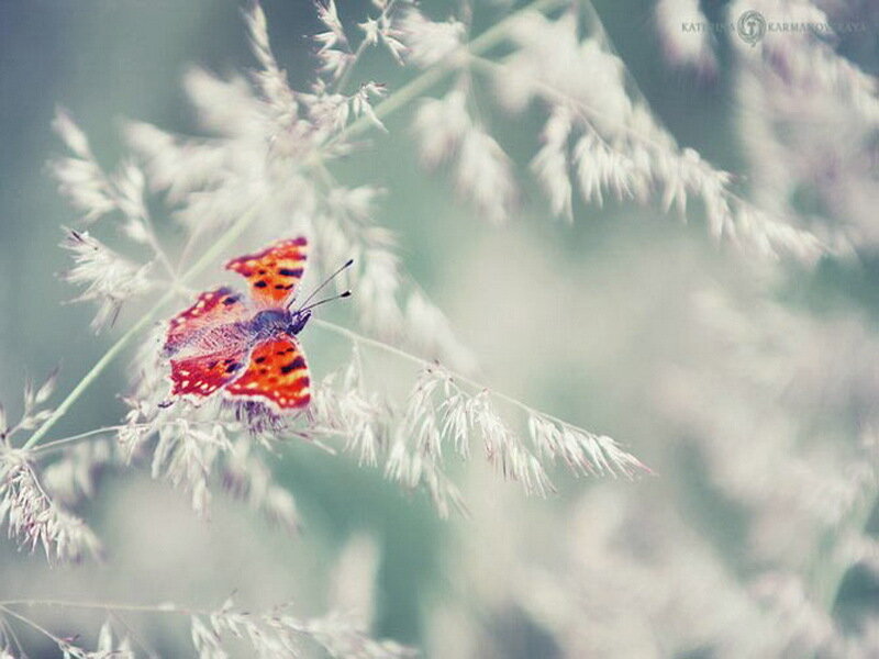 Orange Butterfly on Grass — Red