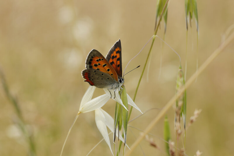 Orange Butterfly on Grass — Serene, Afternoon