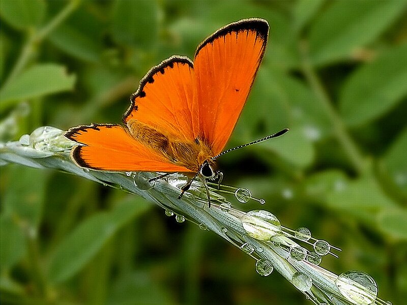 Orange Butterfly on Grass — Serene, Morning